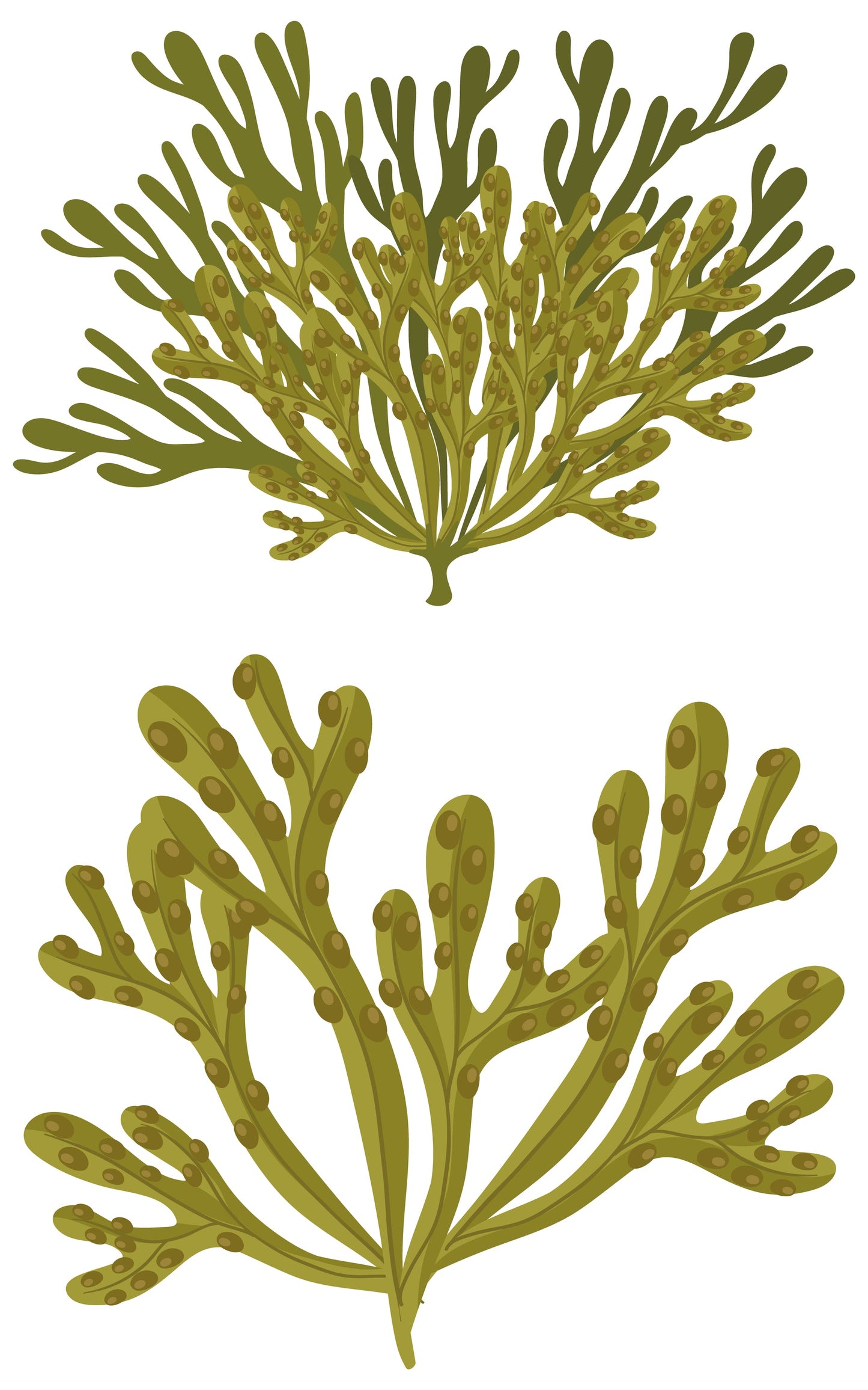 Organic Certified Solid Soap - Cedarwood with Bladderwrack 90g